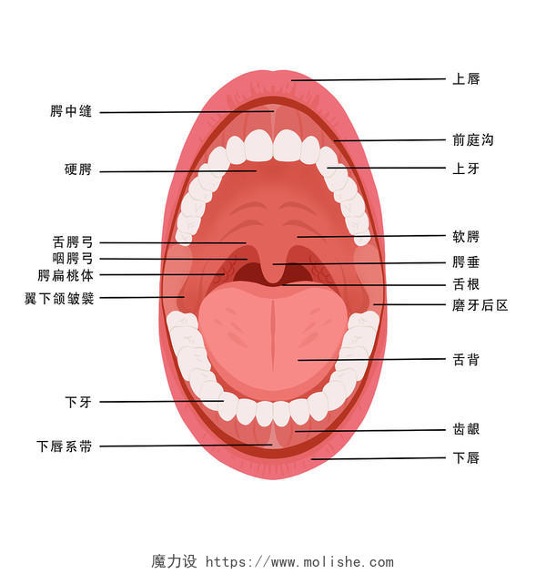 人体口腔结构医学医用口腔科卡通PNG素材口腔结构图